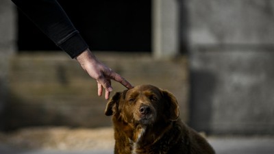 Dünyanın en yaşlı köpeği 31 yaşında hayata veda etti